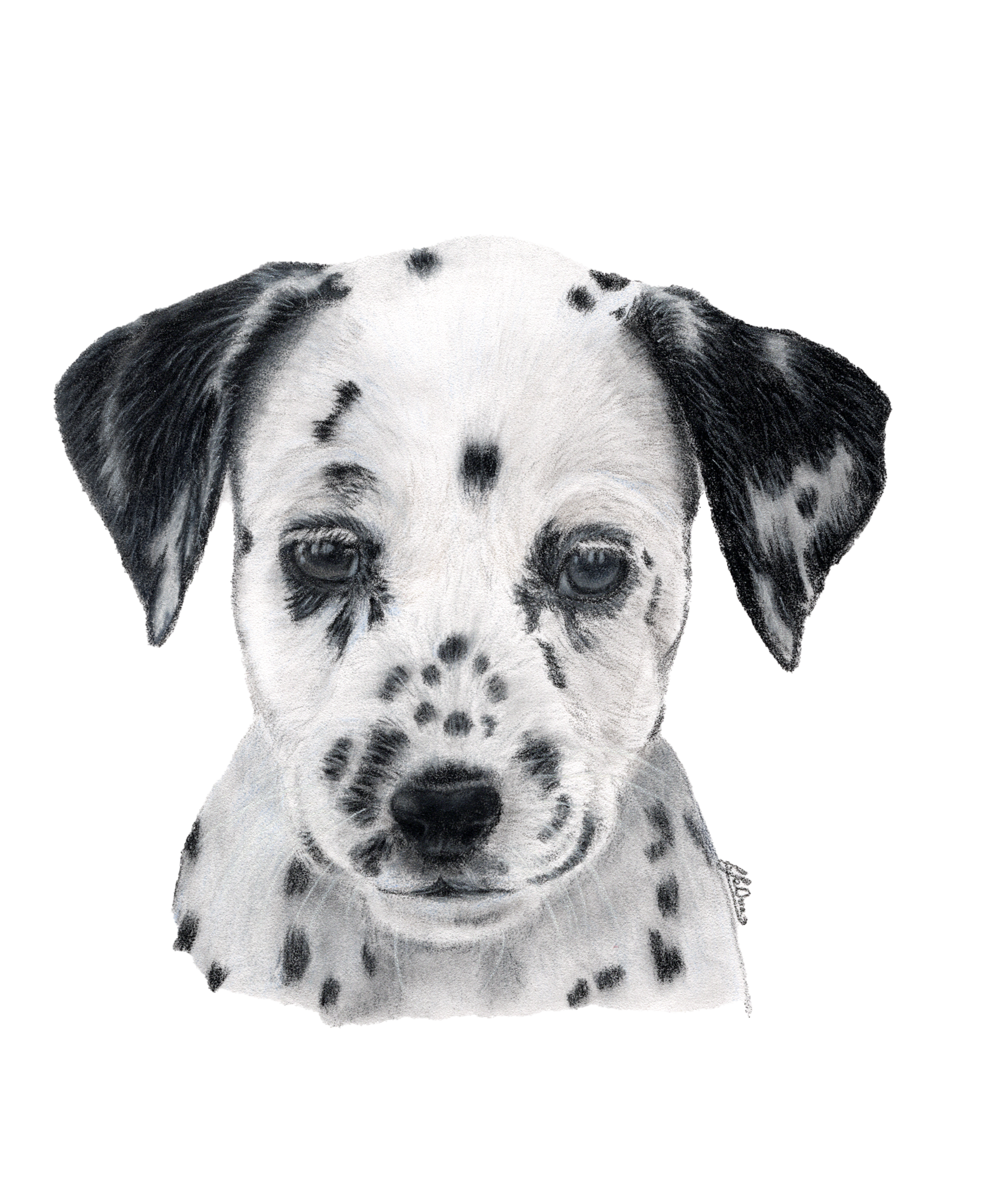 Dalmatian pup