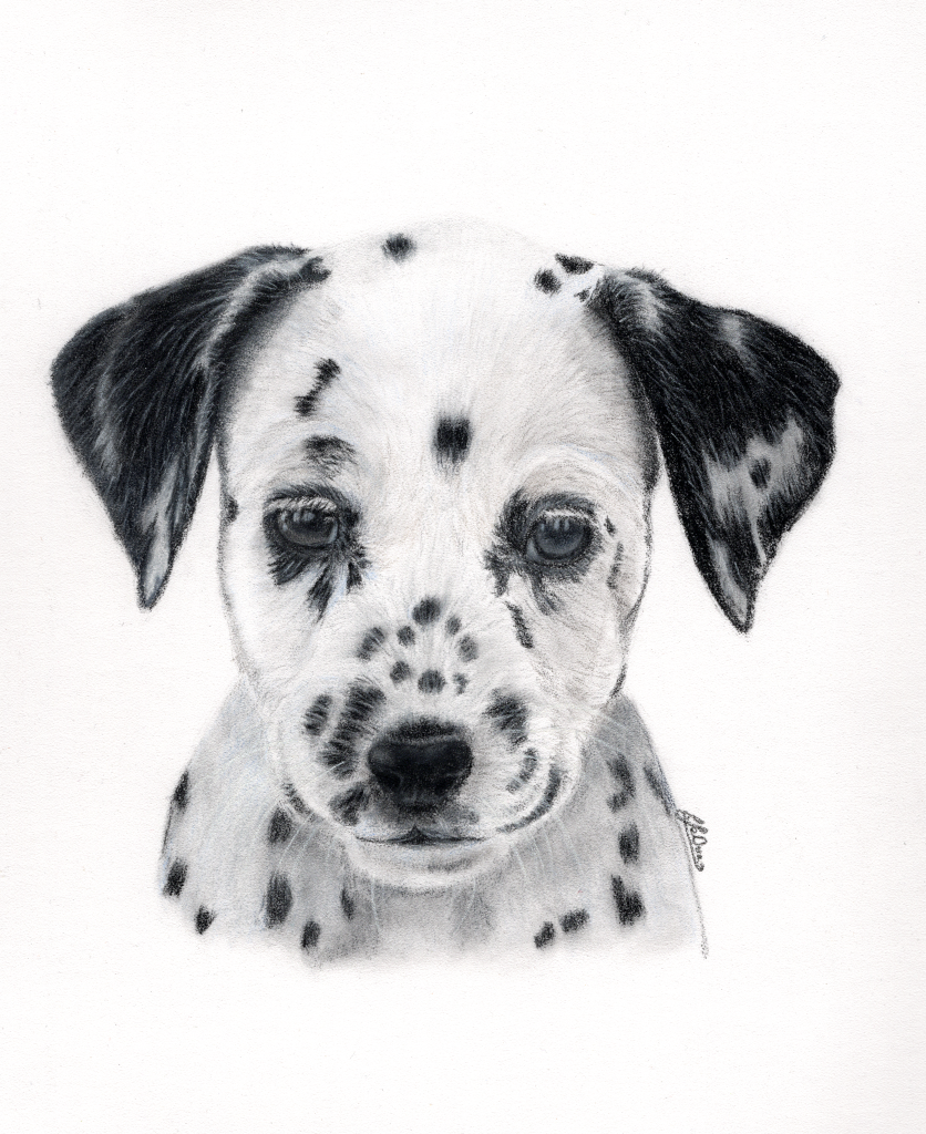 Dalmatian pup