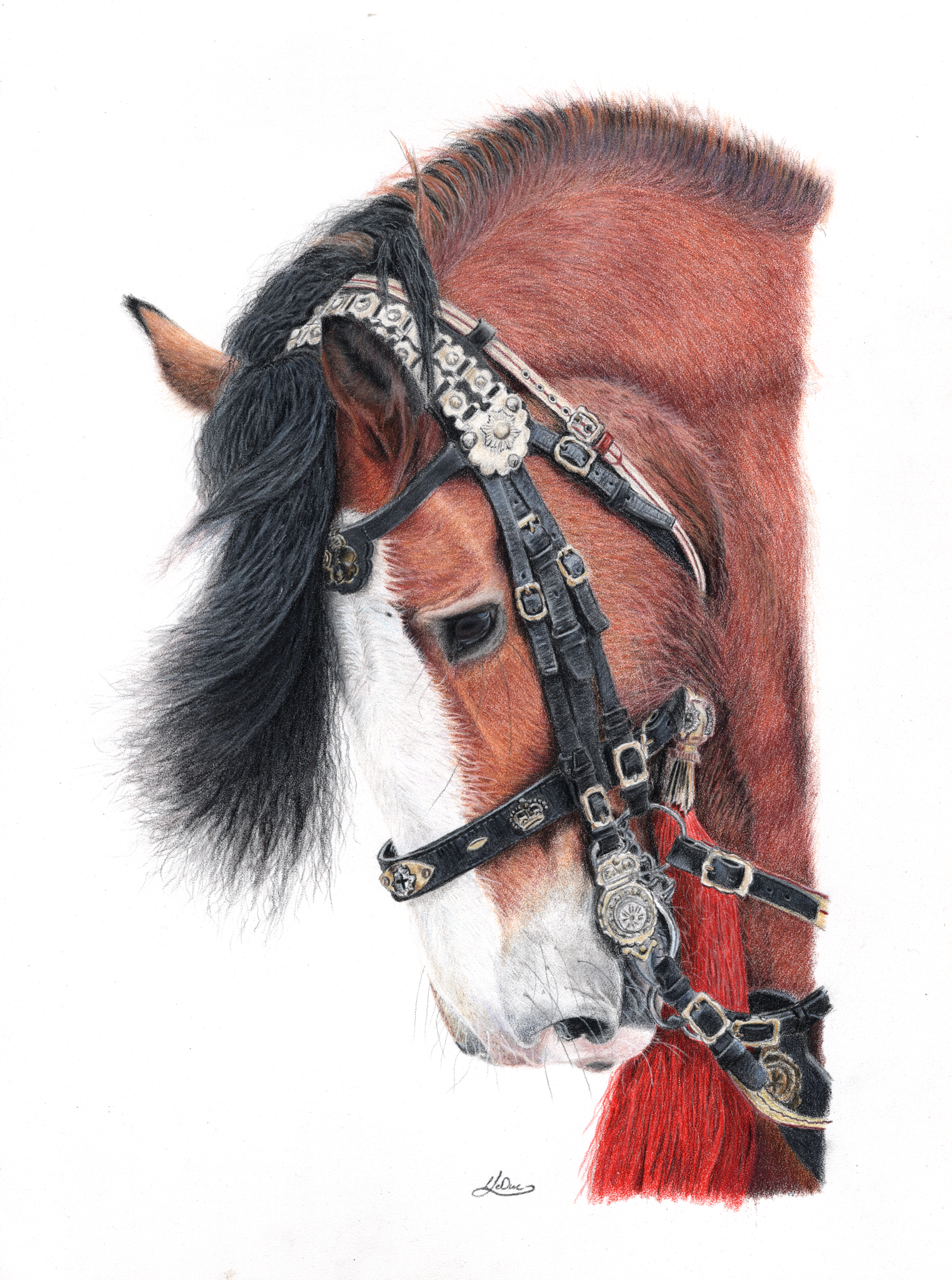 A coloured pencil drawing of a bay horse