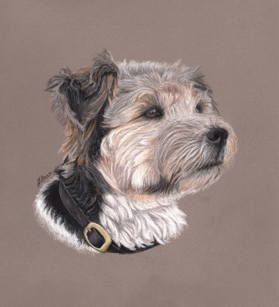 A cute terrier face with scruffy fur