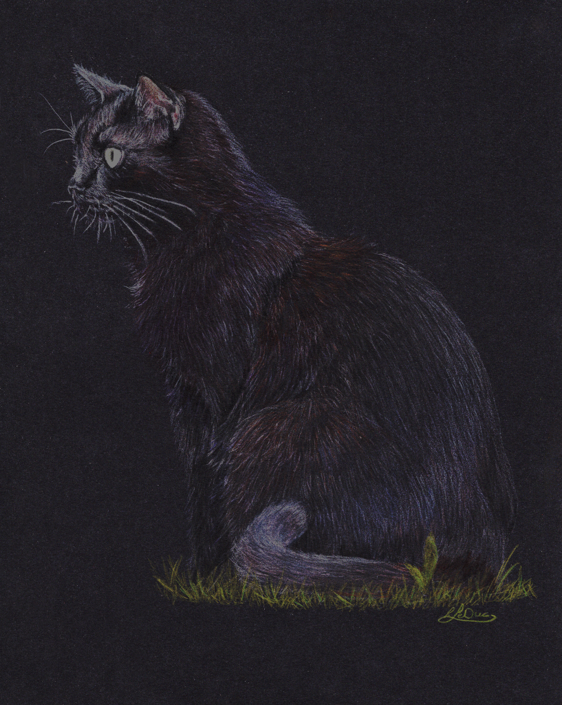 Black cat on a black background