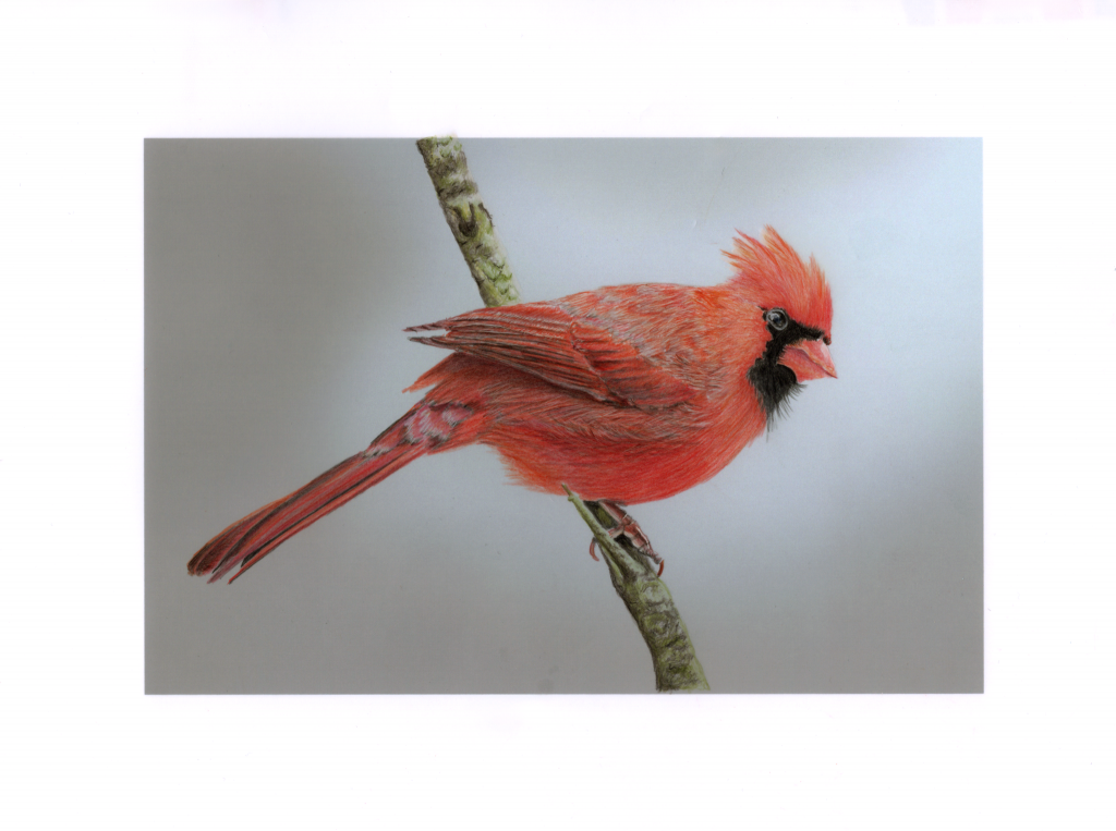 Male Red Cardinal
