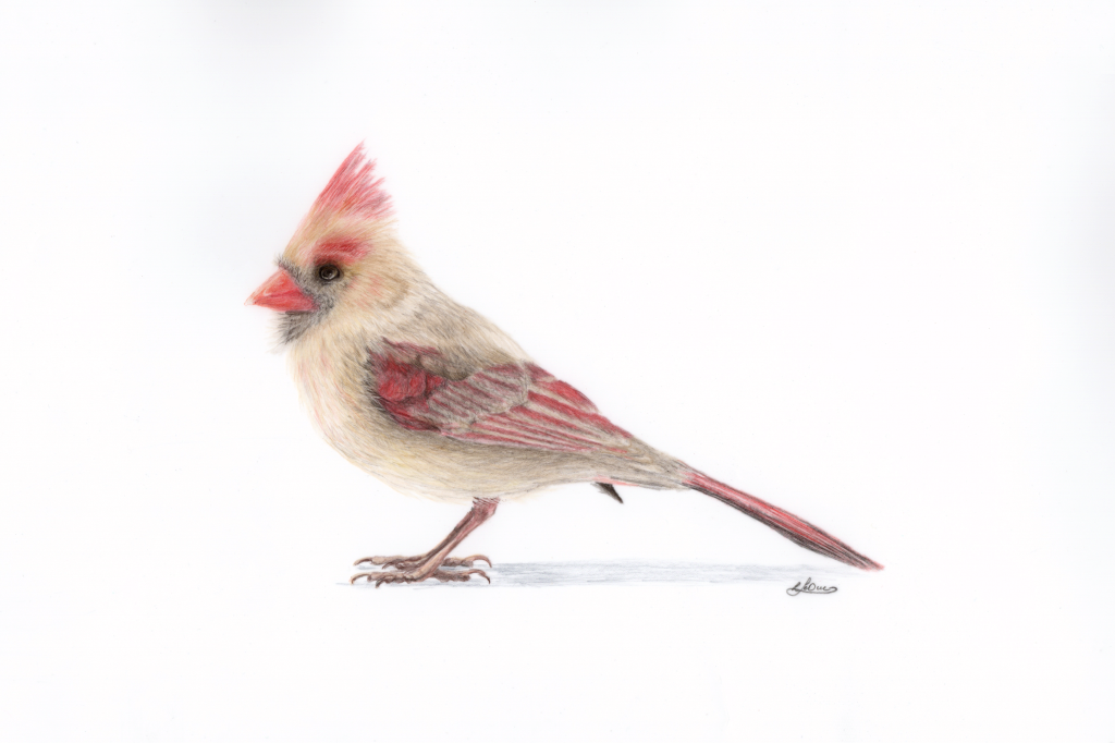 Female Red Cardinal