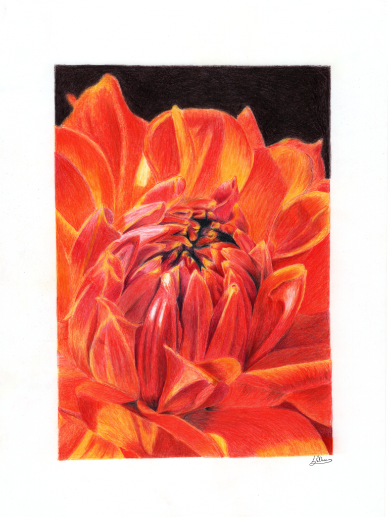 Close up of a red dahlia