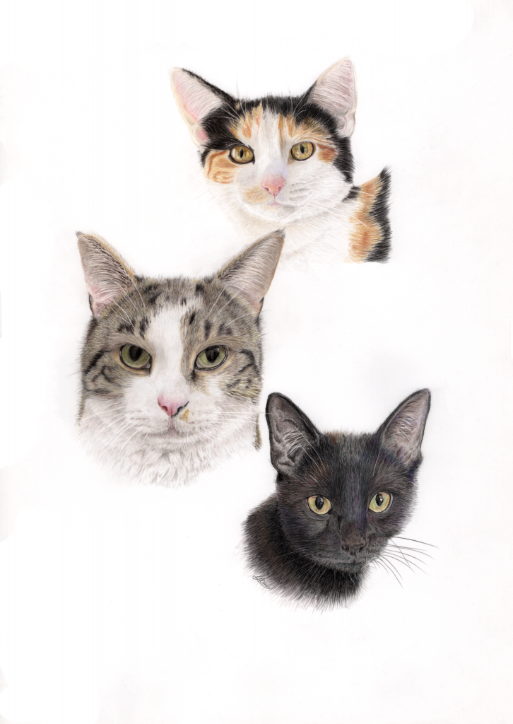 Three beautiful cats