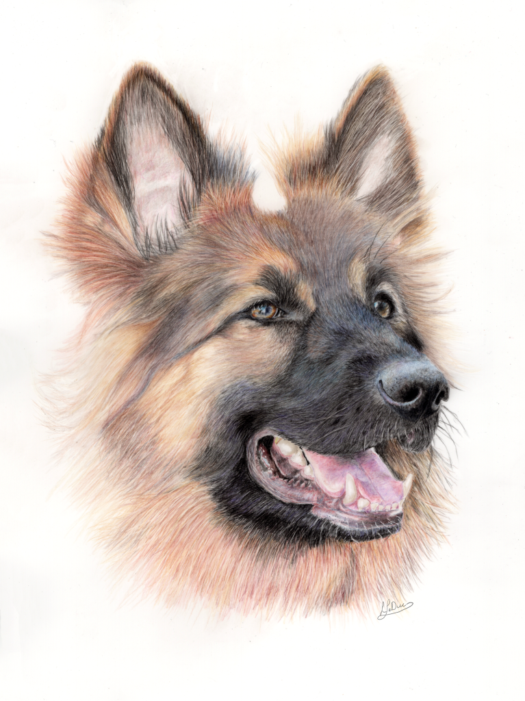 Long haired Shepard